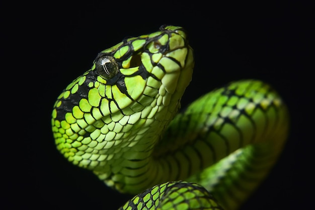 Close-up de cobra verde contra fundo preto