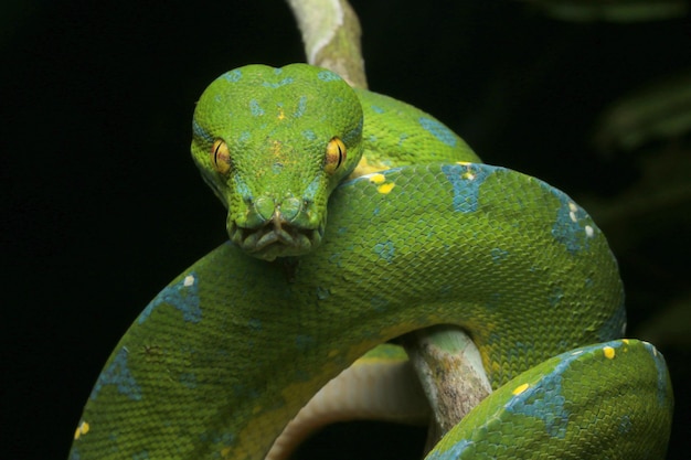 Close-up de cobra verde em galho contra fundo preto