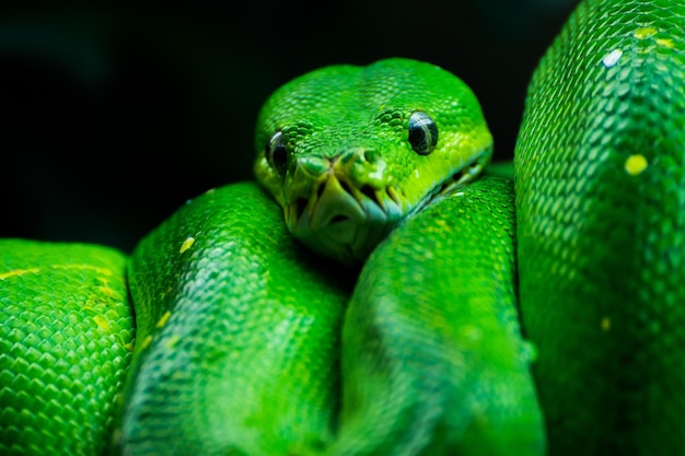Close-up de cobra verde no zoológico