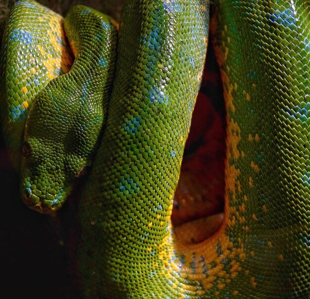 Foto close-up de cobra verde