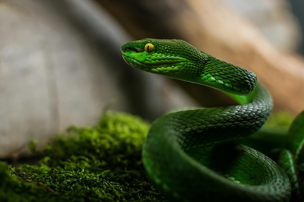 Close-up de cobra verde