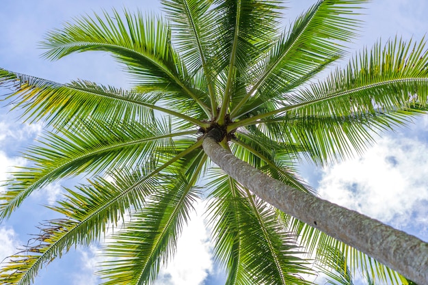 Close up de cocos verdes pendurados em uma palmeira contra um céu azul, Tailândia