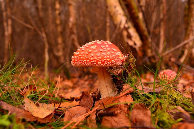 Close-up de cogumelo agarico de mosca no campo