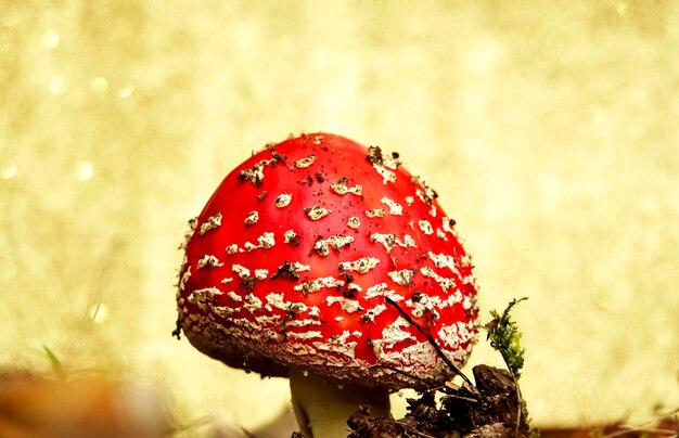 Foto close-up de cogumelo agarico de mosca no campo