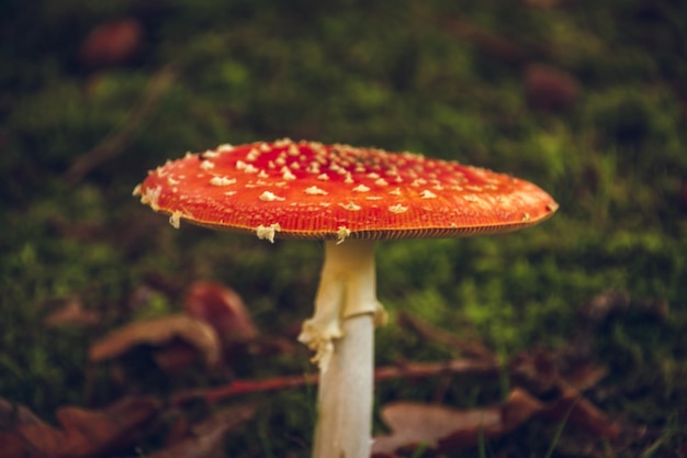 Foto close-up de cogumelo agarico-mosca crescendo no campo