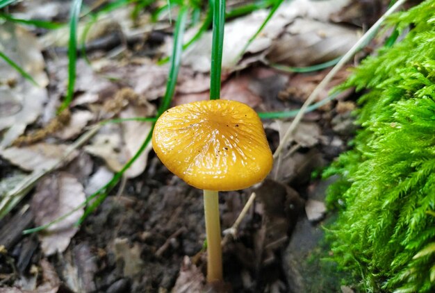 Foto close-up de cogumelo amarelo crescendo em terra