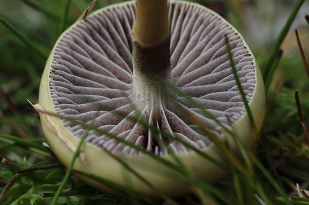 Foto close-up de cogumelo caído no campo