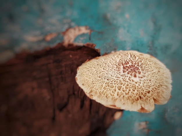 Foto close-up de cogumelo crescendo em objeto abandonado