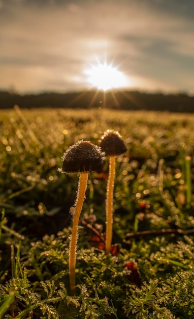 Foto close-up de cogumelo crescendo no campo contra o céu