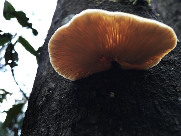 Close-up de cogumelo crescendo no tronco da árvore