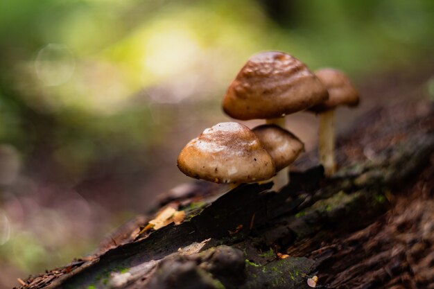 Close up de cogumelo em um toco na floresta Natureza turva fundo cópia espaço Ecologia meio ambiente