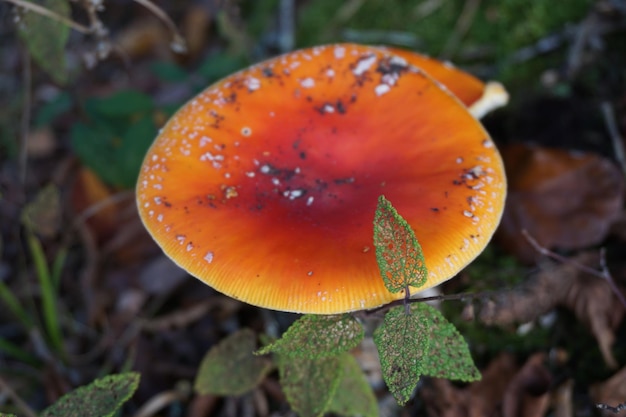 Close-up de cogumelo laranja crescendo em terra