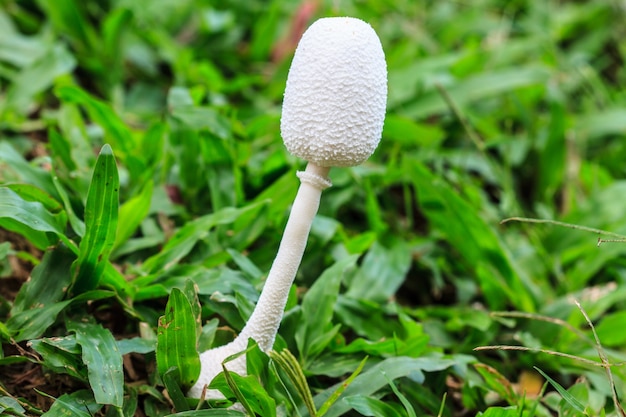 Close-up de cogumelo na floresta profunda