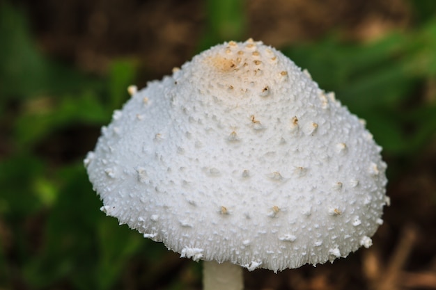 Close-up de cogumelo na floresta profunda