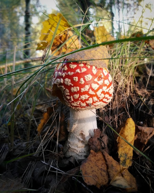 Close-up de cogumelo na grama