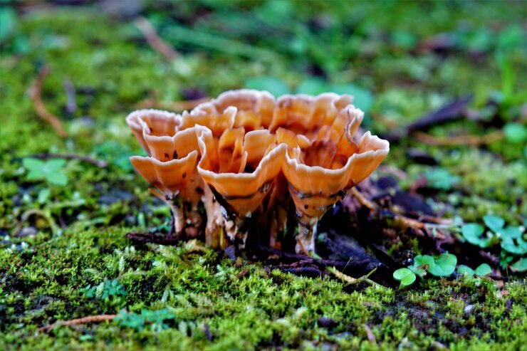 Foto close-up de cogumelo no campo