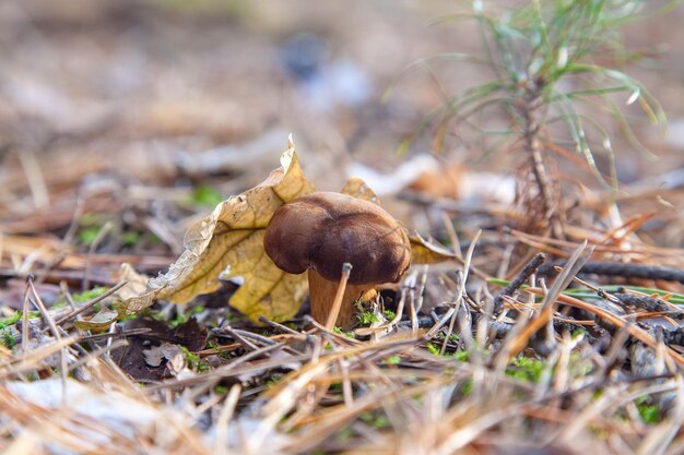 Close-up de cogumelo no campo