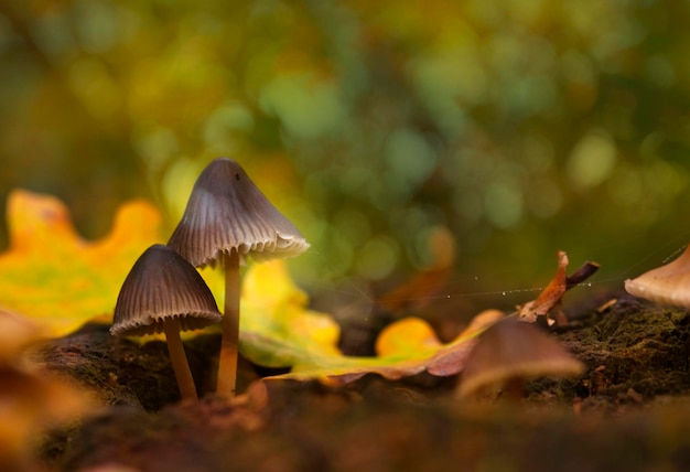 Close-up de cogumelo