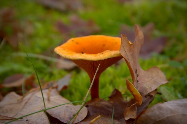 Foto close-up de cogumelos a crescer ao ar livre