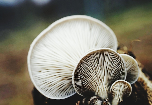 Foto close-up de cogumelos a crescer ao ar livre