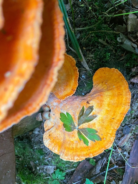 Close-up de cogumelos amarelos