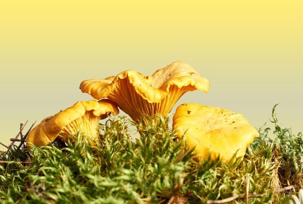 Foto close-up de cogumelos chanterelle cogumelos comestíveis