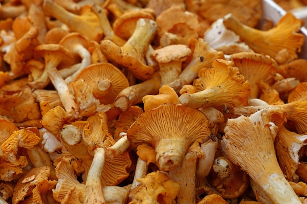 Close up de cogumelos comestíveis chanterelle amarelos (Cantharellus cibarius) em uma vitrine, vista de alto ângulo