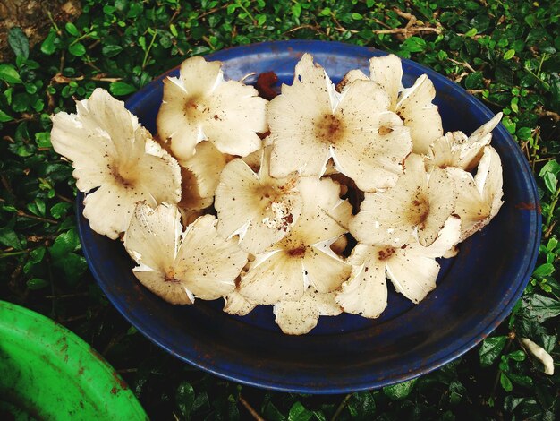 Foto close-up de cogumelos comestíveis em um prato no quintal