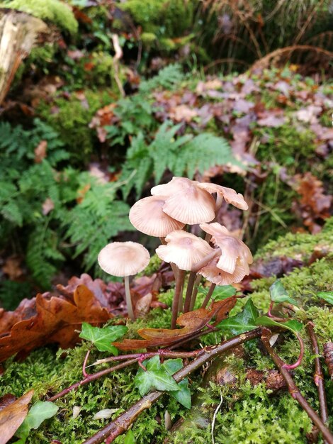 Foto close-up de cogumelos crescendo em campo na floresta