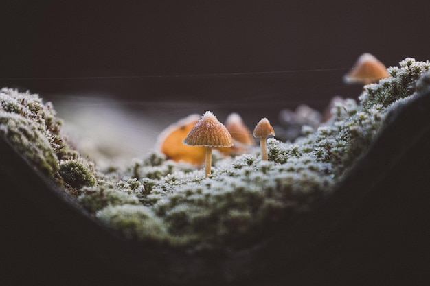 Foto close-up de cogumelos crescendo em madeira