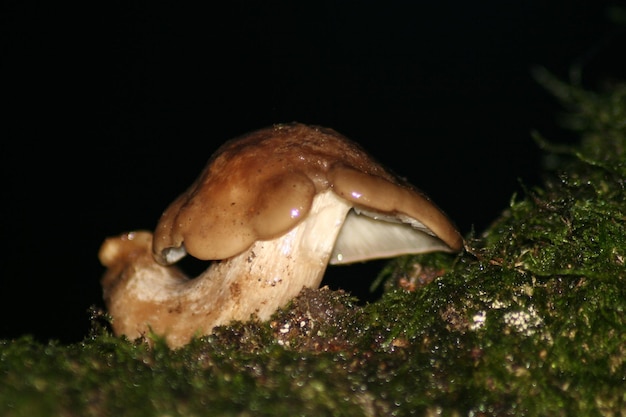 Close-up de cogumelos crescendo em um campo coberto de musgo