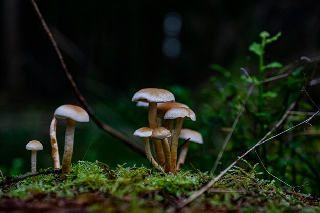 Close-up de cogumelos crescendo no campo