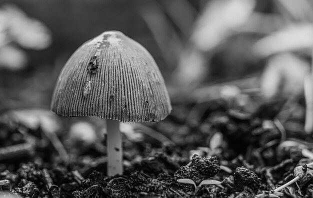 Foto close-up de cogumelos crescendo no campo