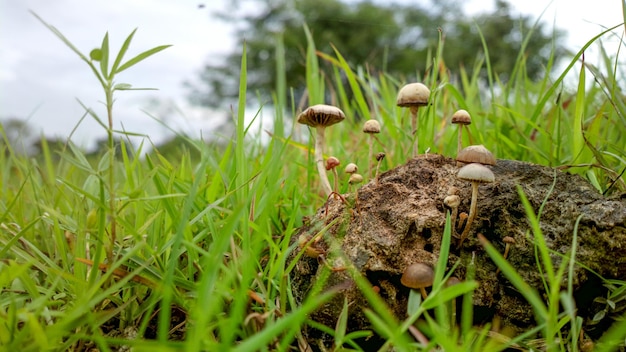 Close-up de cogumelos crescendo no campo