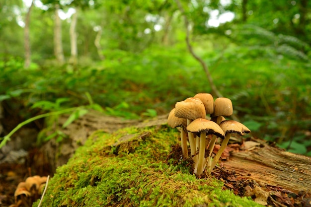 Close-up de cogumelos crescendo no campo