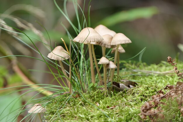 Close-up de cogumelos crescendo no campo