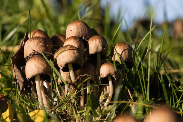 Close-up de cogumelos crescendo no campo