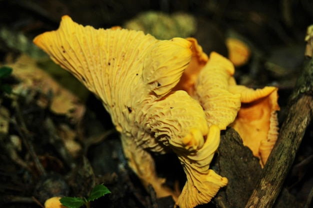 Foto close-up de cogumelos crescendo no tronco da árvore