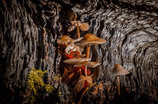 Foto close-up de cogumelos crescendo no tronco da árvore