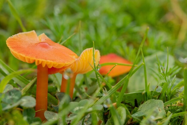 Close-up de cogumelos de cera que crescem entre a grama verde