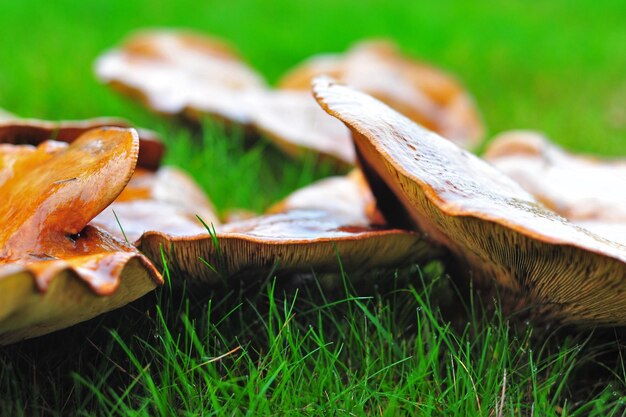 Close-up de cogumelos em um campo gramado