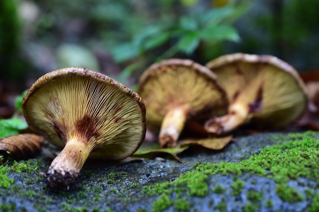 Close-up de cogumelos no campo