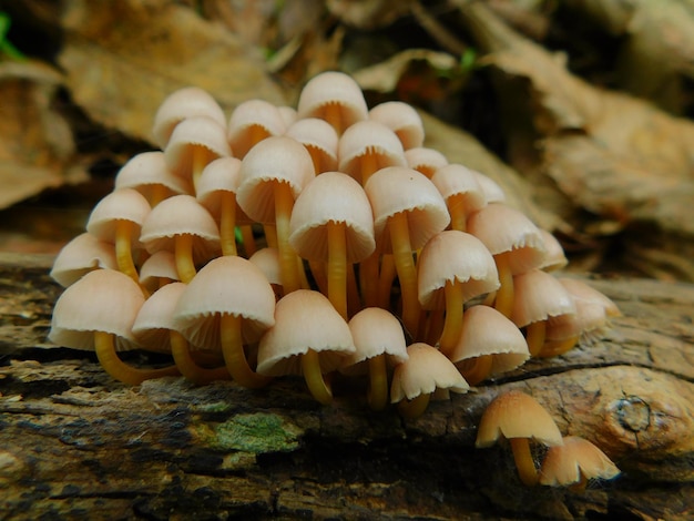 Close-up de cogumelos que crescem ao ar livre