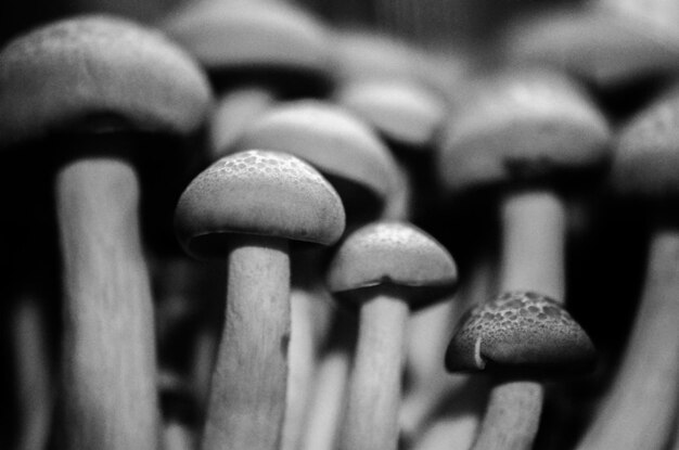 Foto close-up de cogumelos que crescem ao ar livre