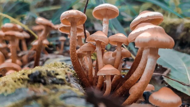 Close-up de cogumelos que crescem em terra
