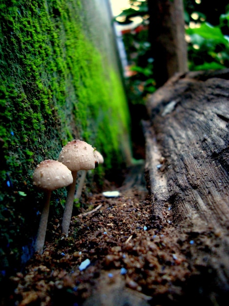 Foto close-up de cogumelos selvagens crescendo no campo