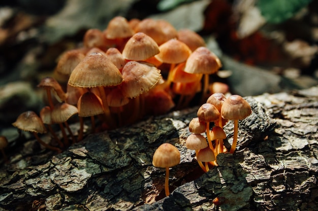 Close-up de cogumelos