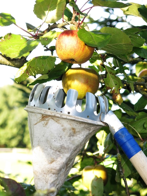 Foto close-up de colhedor de frutas e maçã