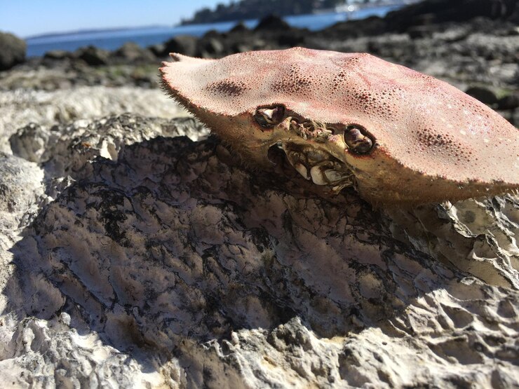 Foto close-up de concha de caranguejo em uma rocha na praia