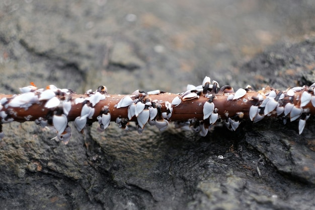 Foto close-up de conchas marinhas em pau sobre rocha